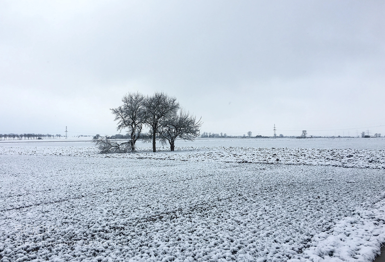 Apple iPhone 6s Plus sample photo. Winter tree photography