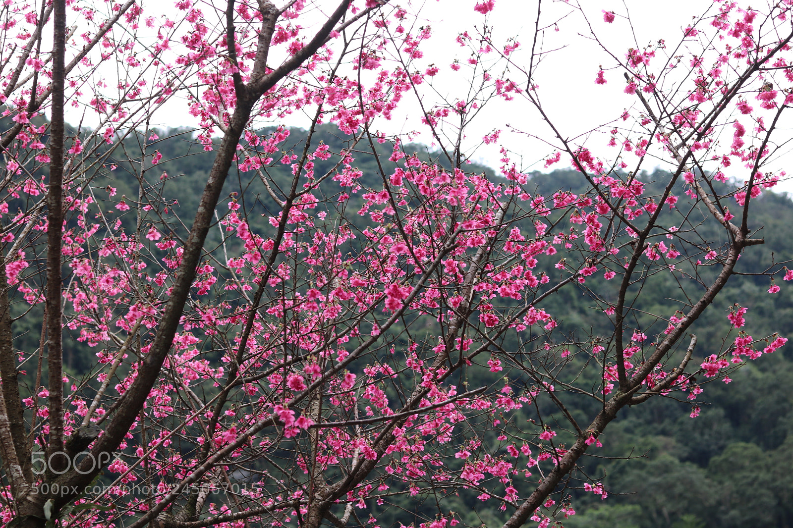 Canon EOS 750D (EOS Rebel T6i / EOS Kiss X8i) + Canon EF 50mm F1.8 STM sample photo. Plum blossom photography