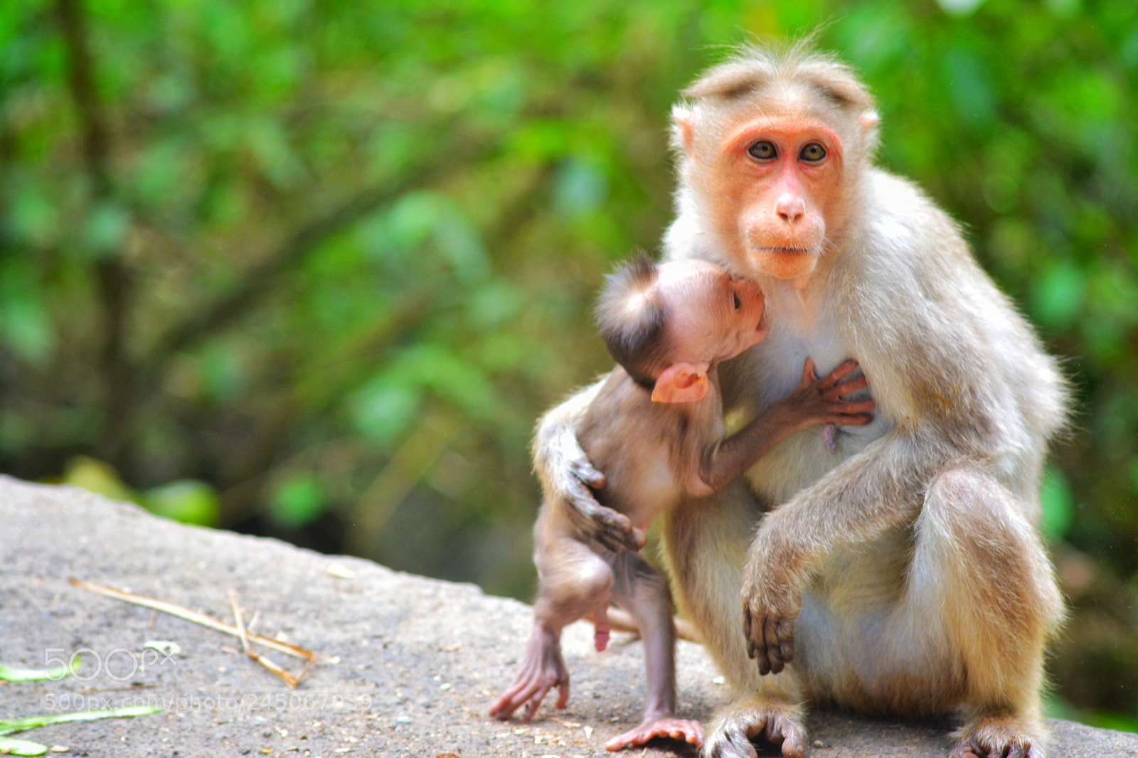 Nikon D5200 sample photo. Feeding love photography