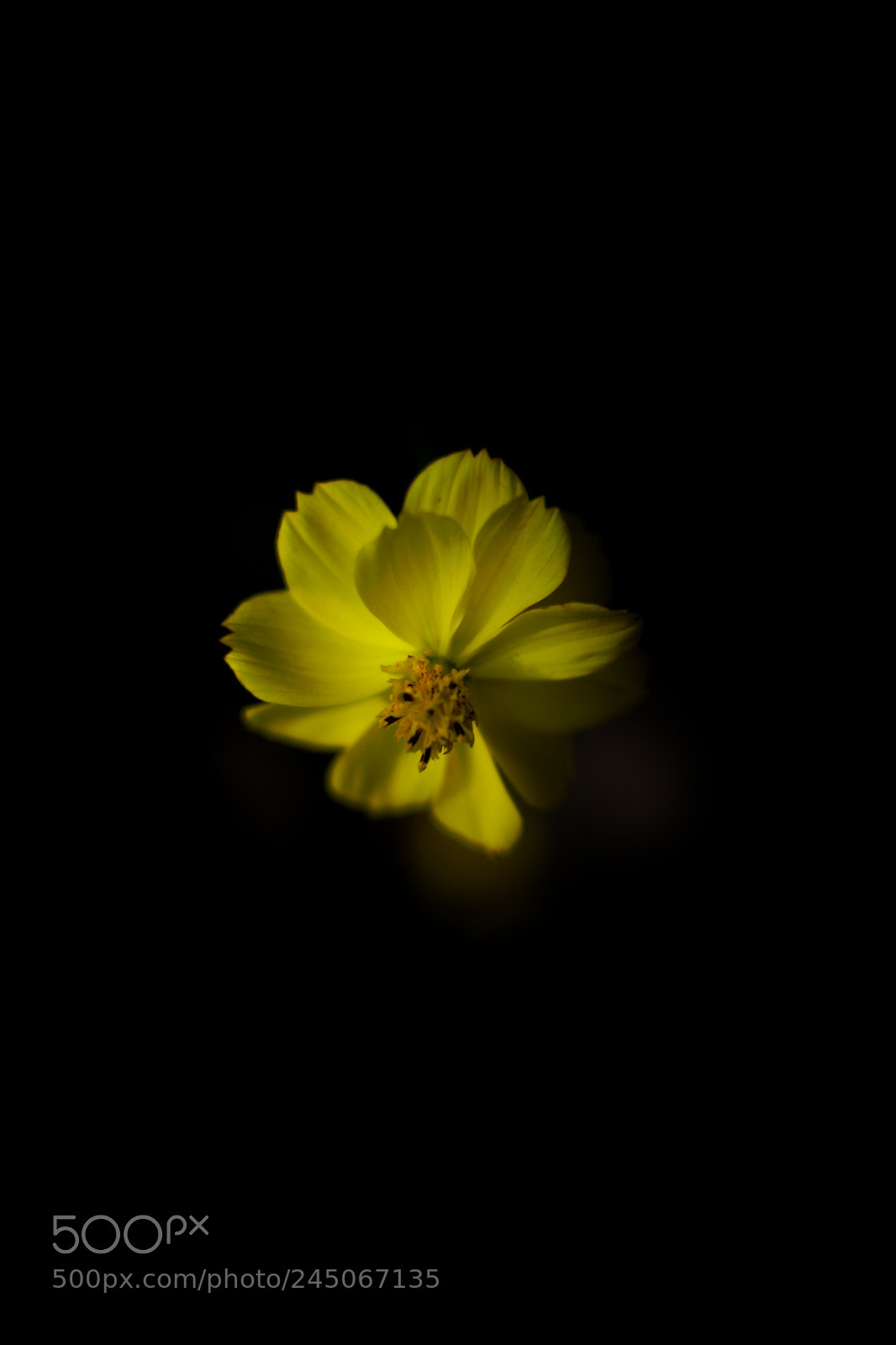 Nikon D5200 sample photo. Yellow flower photography