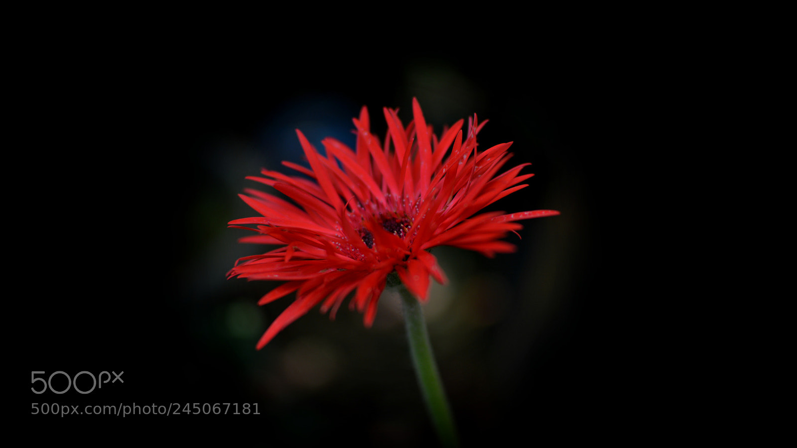 Nikon D5200 sample photo. Red velvet photography