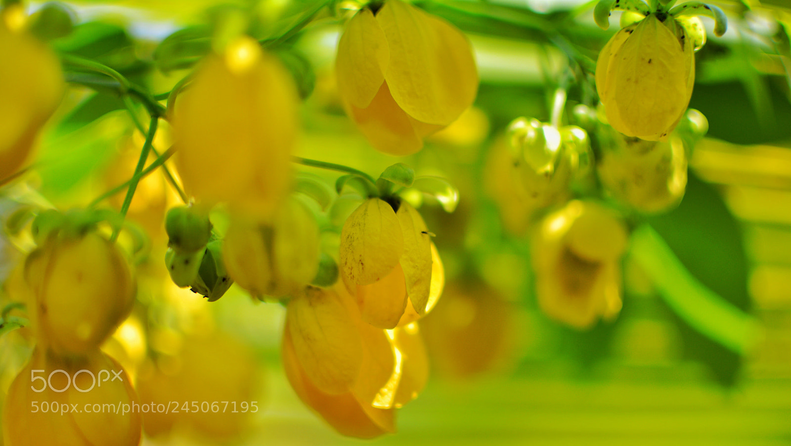 Nikon D5200 sample photo. Yellow garden photography