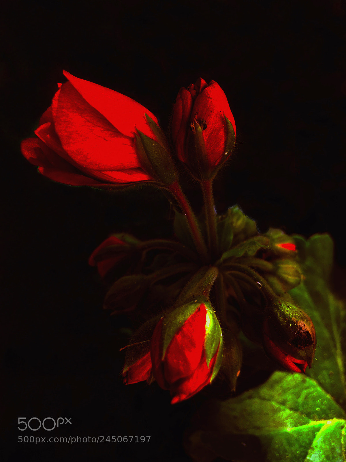 Apple iPhone 6s Plus sample photo. Flores photography