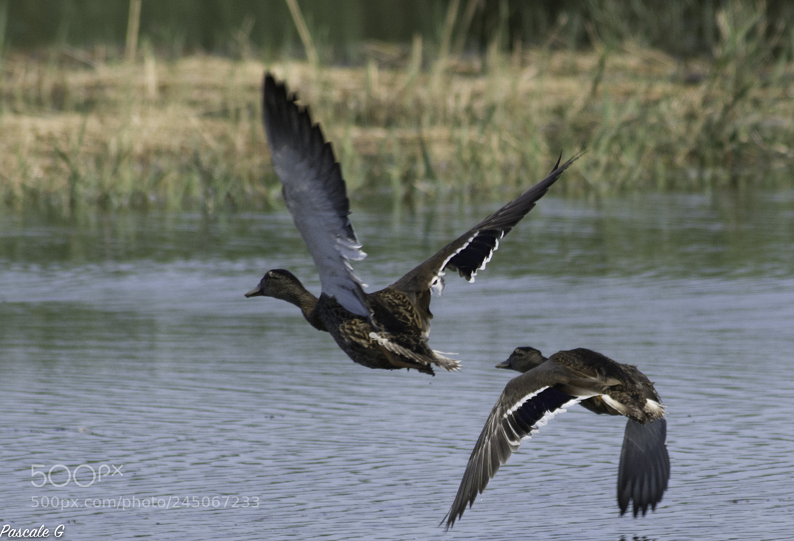 Nikon D7100 sample photo. Flight photography