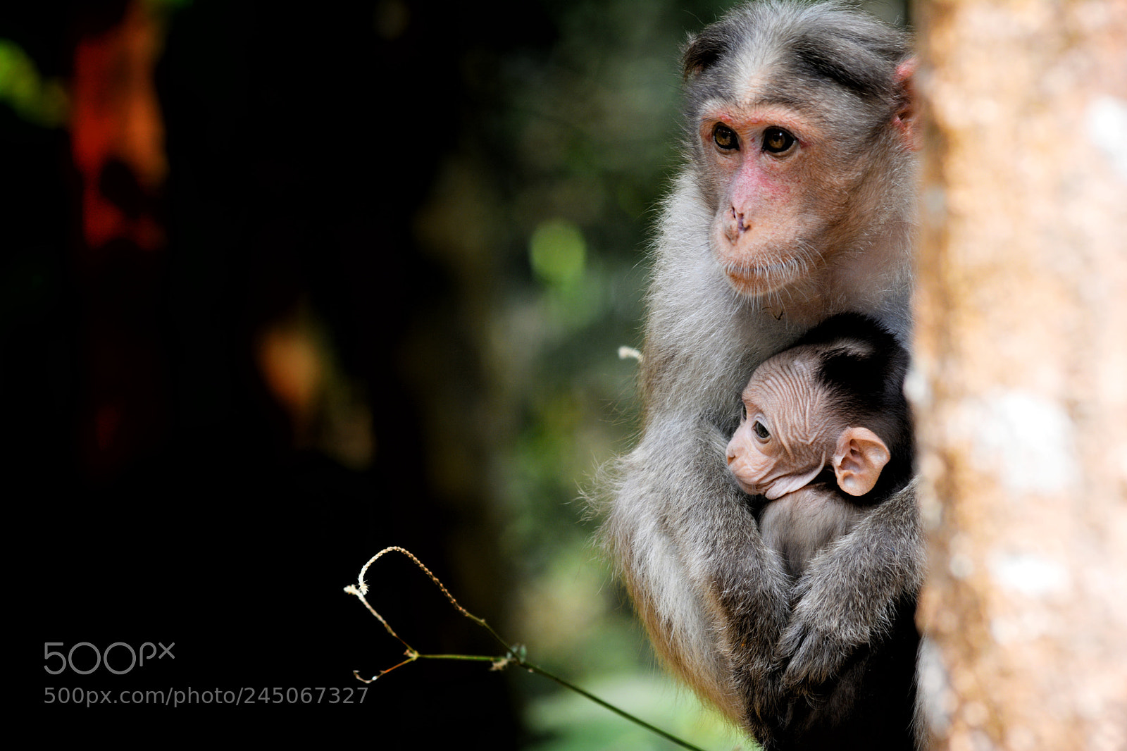 Nikon D5200 sample photo. Mother's love photography