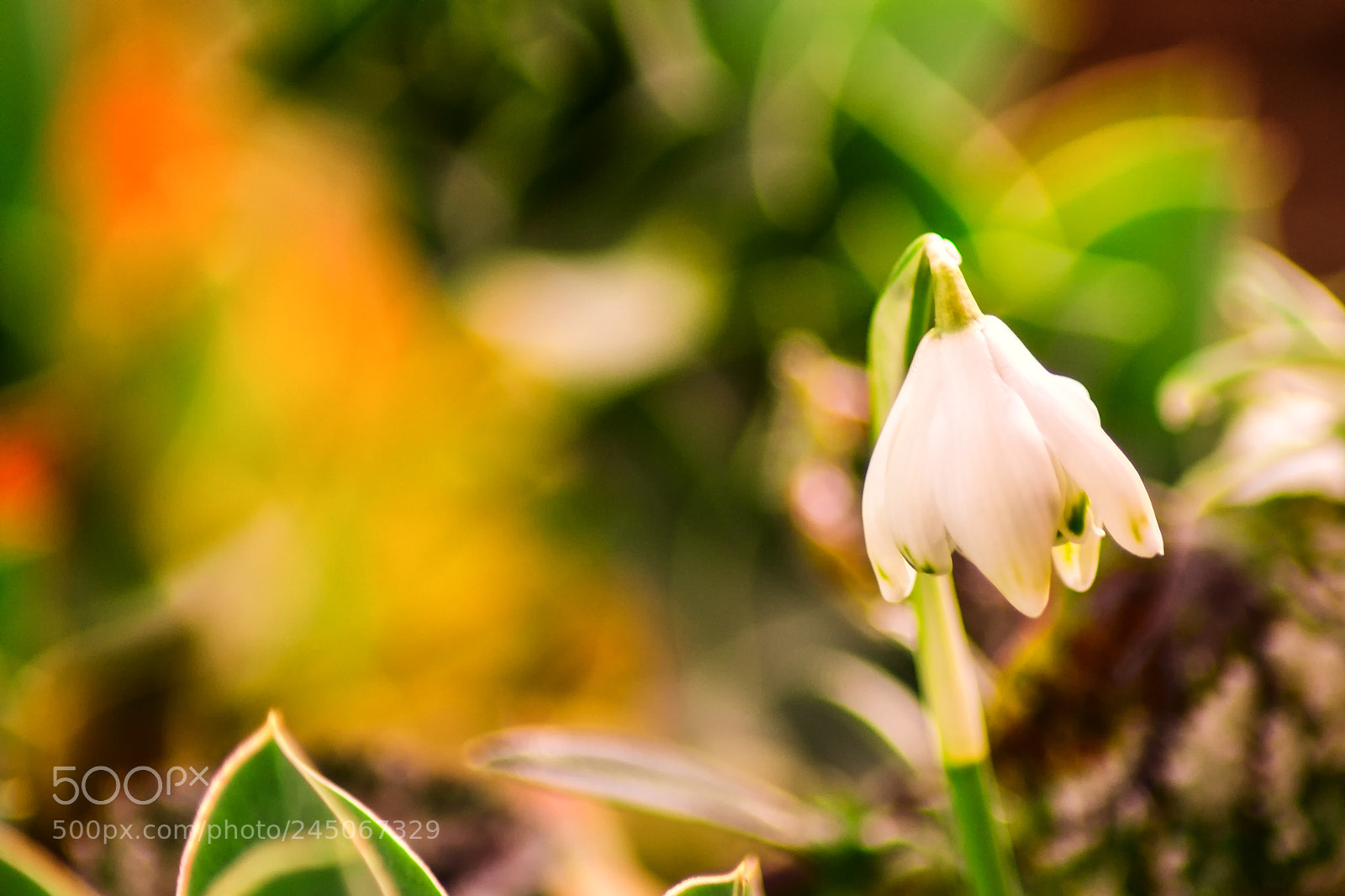 Nikon D3100 sample photo. Snowdrop detail photography
