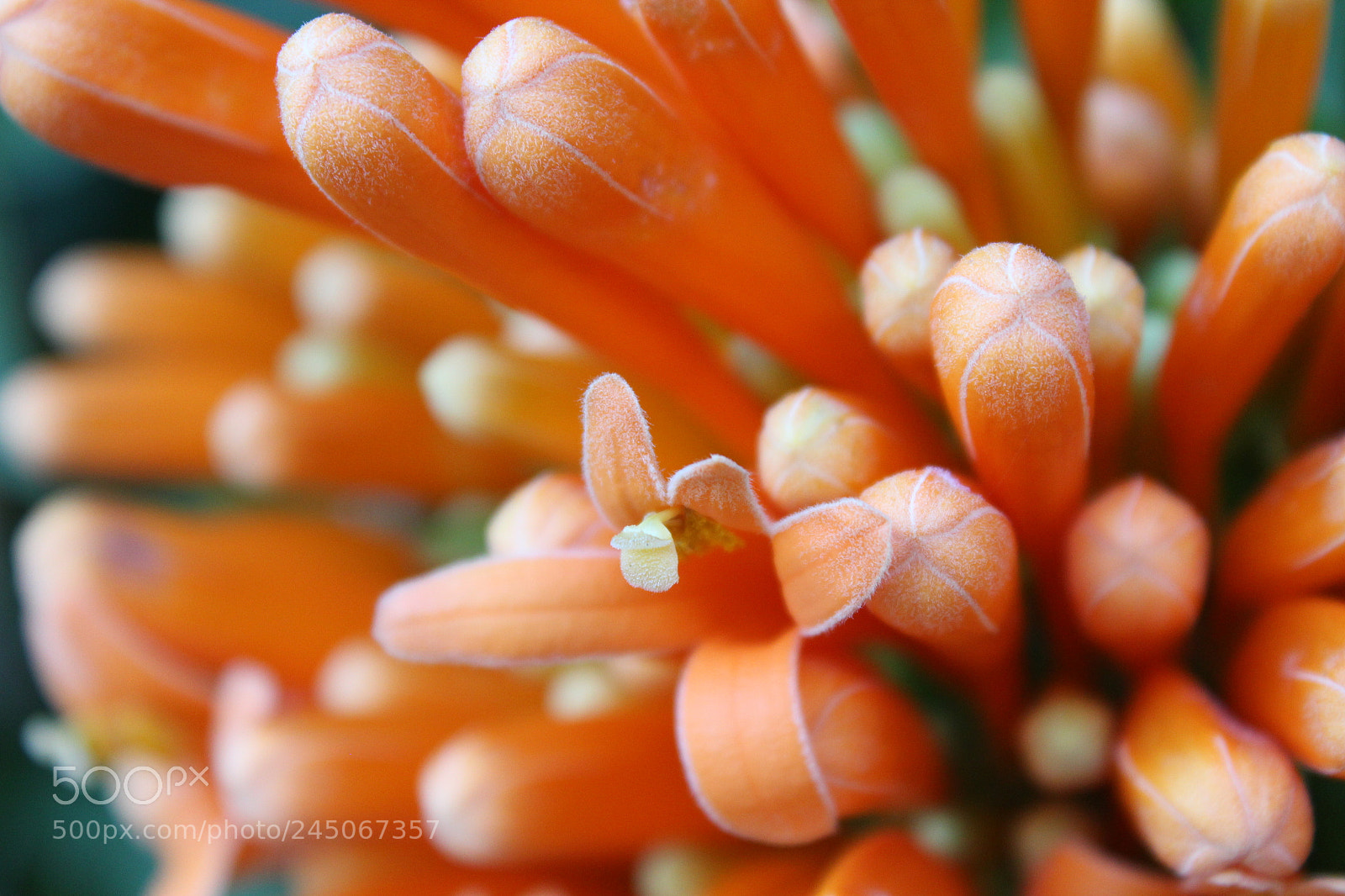 Canon EF-S 18-55mm F3.5-5.6 III sample photo. Bloom photography