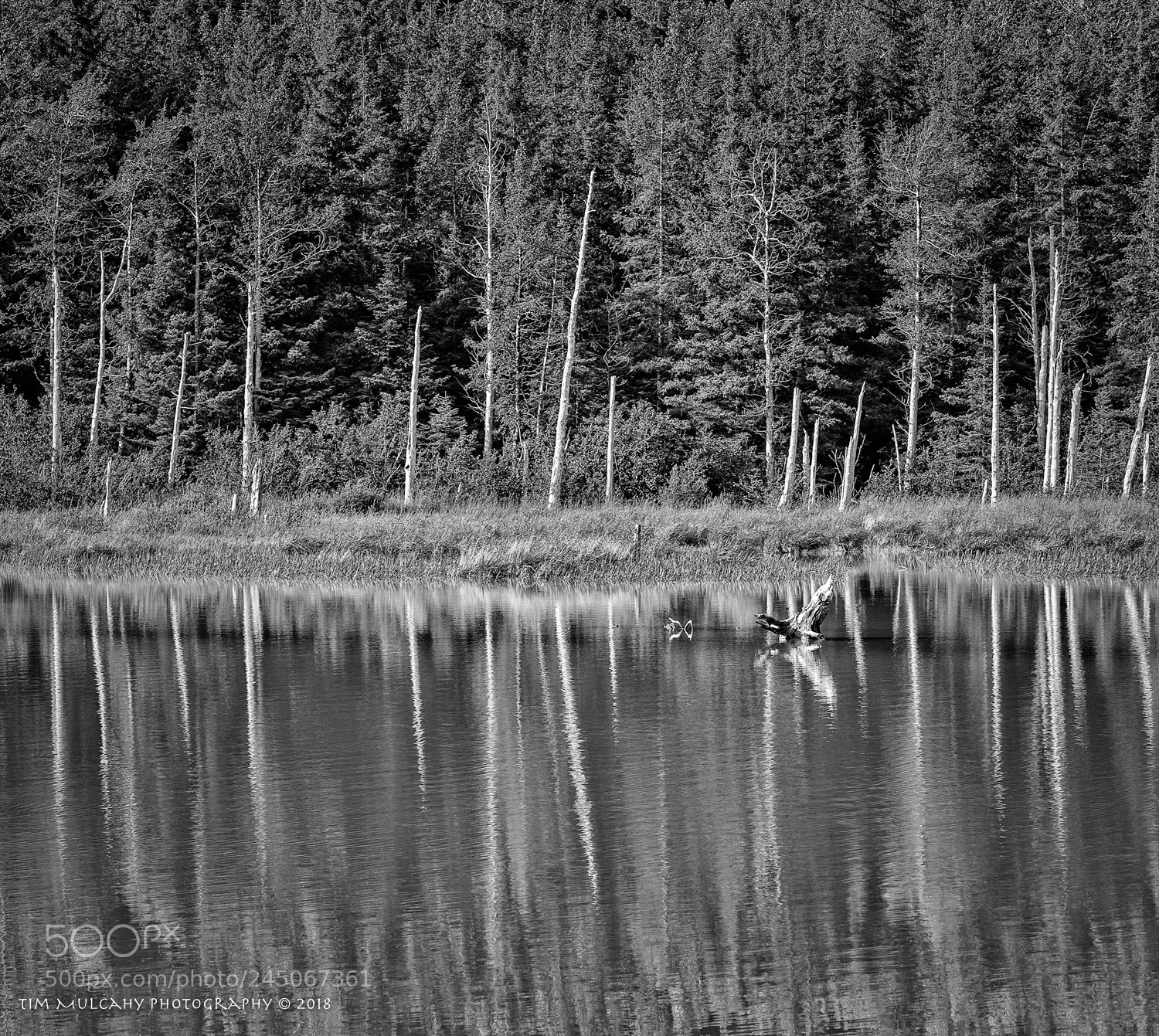 Olympus OM-D E-M1 Mark II sample photo. Reflections on the end photography