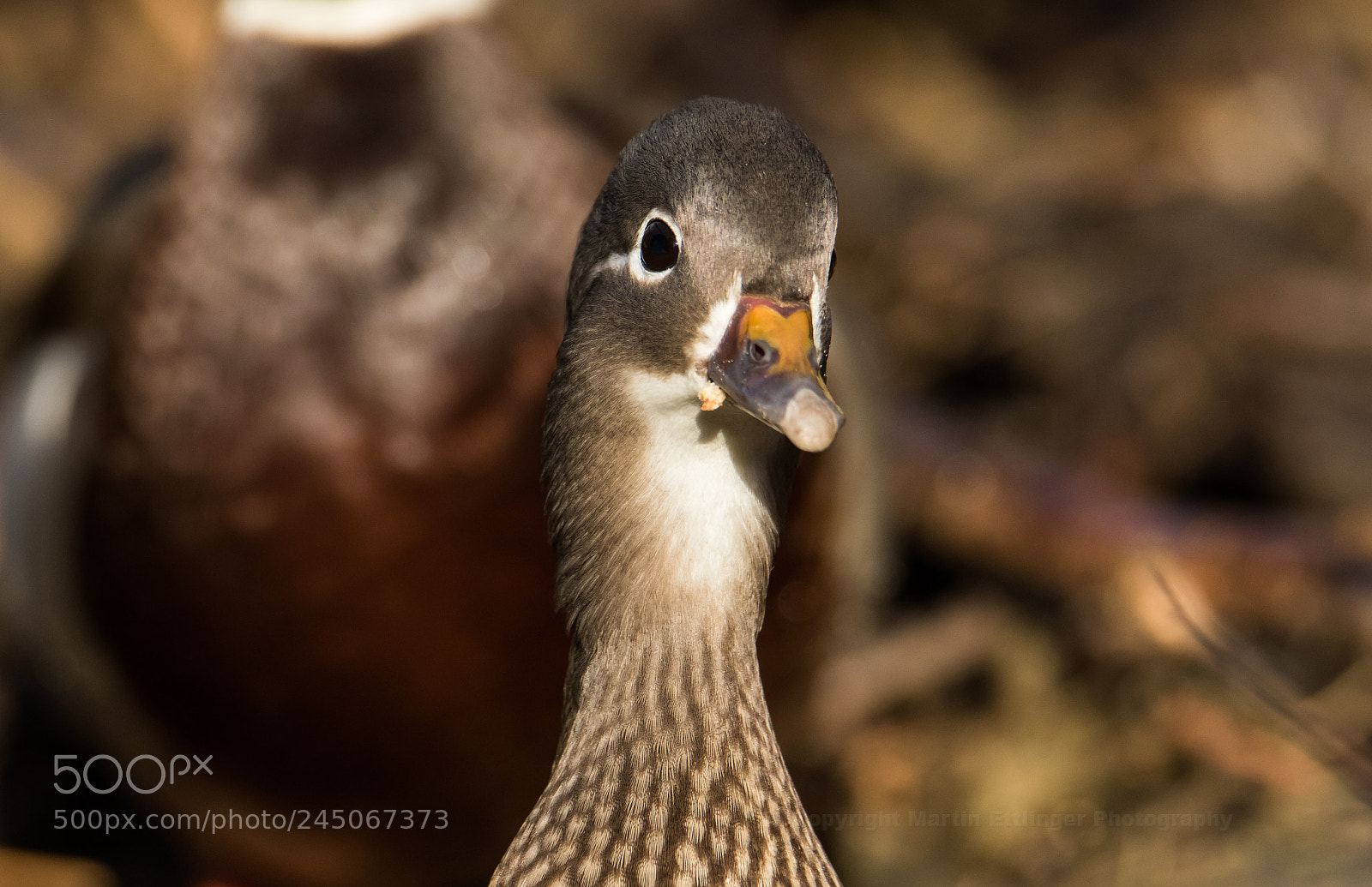 Canon EOS 7D Mark II sample photo. Mandarin duck aix galericulata photography