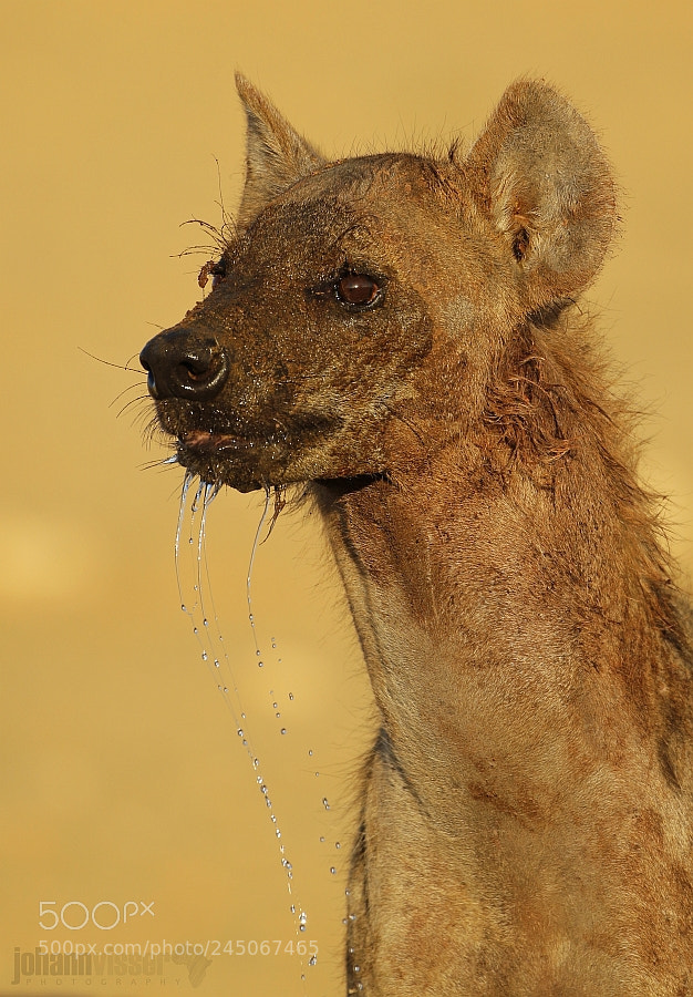 Canon EOS 7D Mark II sample photo. Quenching its thirsts photography