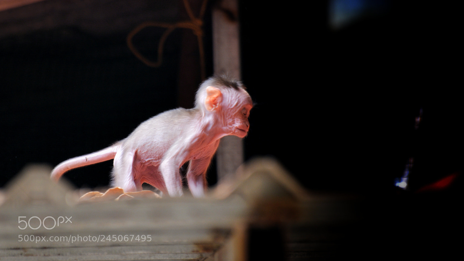 Nikon D5200 sample photo. Begins photography
