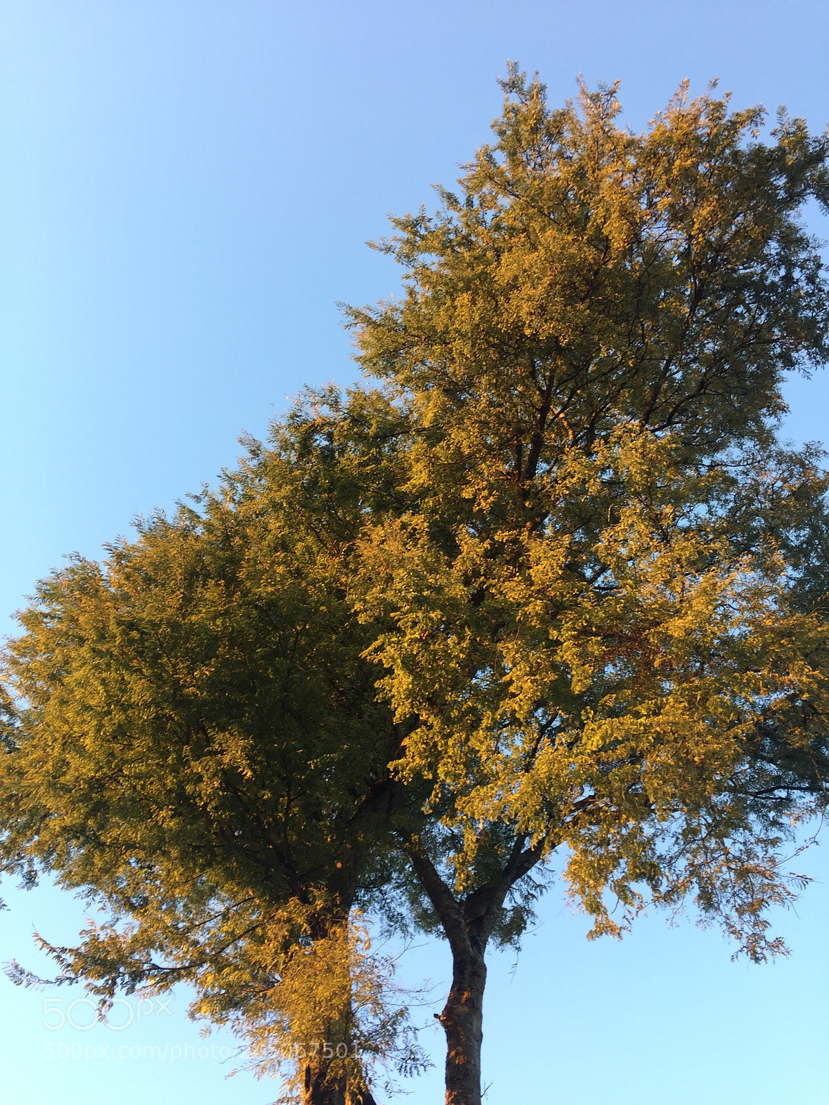 Apple iPhone 6 sample photo. Arbol de tamarindo photography