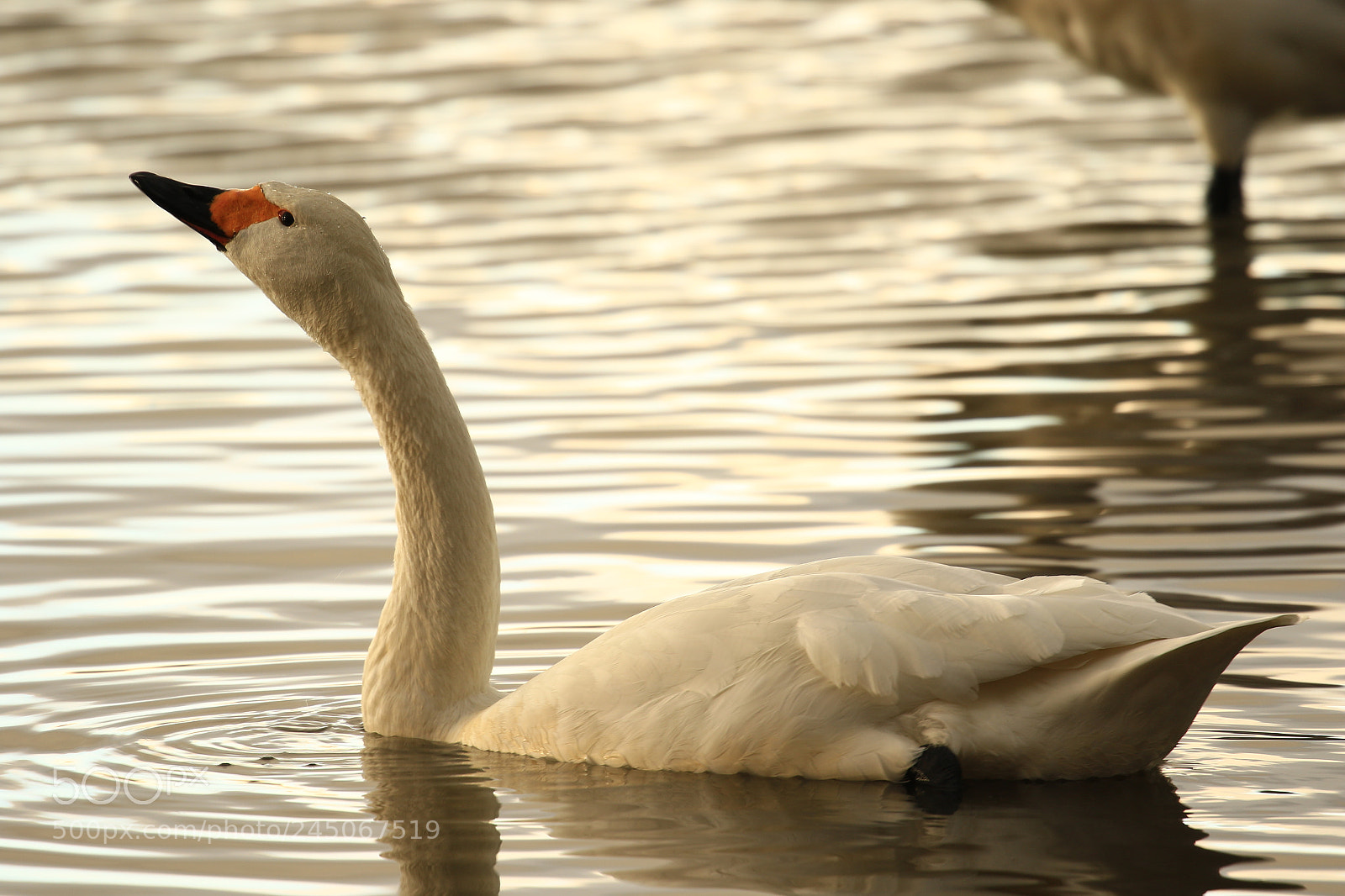 Canon EOS 7D Mark II sample photo. Tundra swan コハクチョウ photography