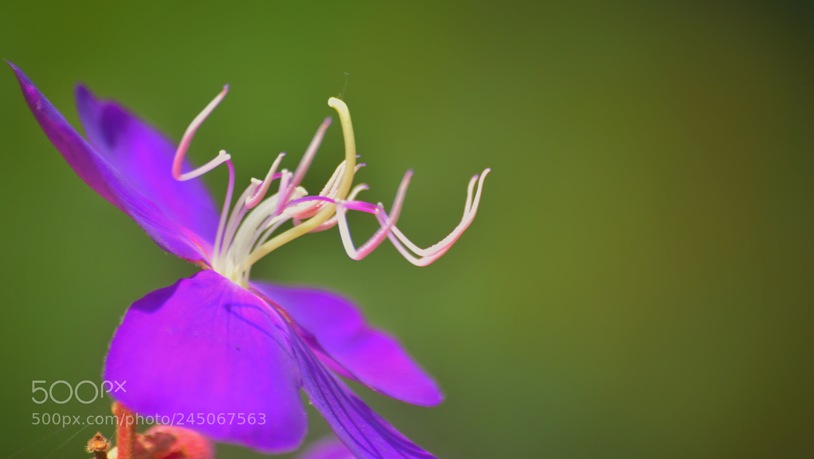 Nikon D5200 sample photo. Pink photography