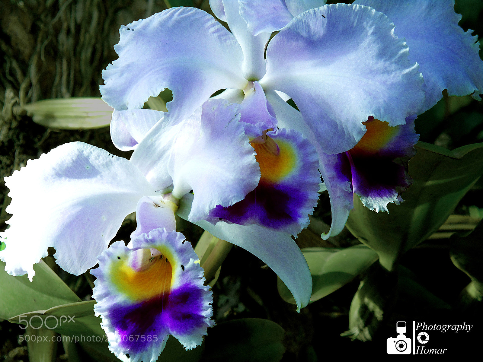Sony Cyber-shot DSC-H400 sample photo. Dsc photography