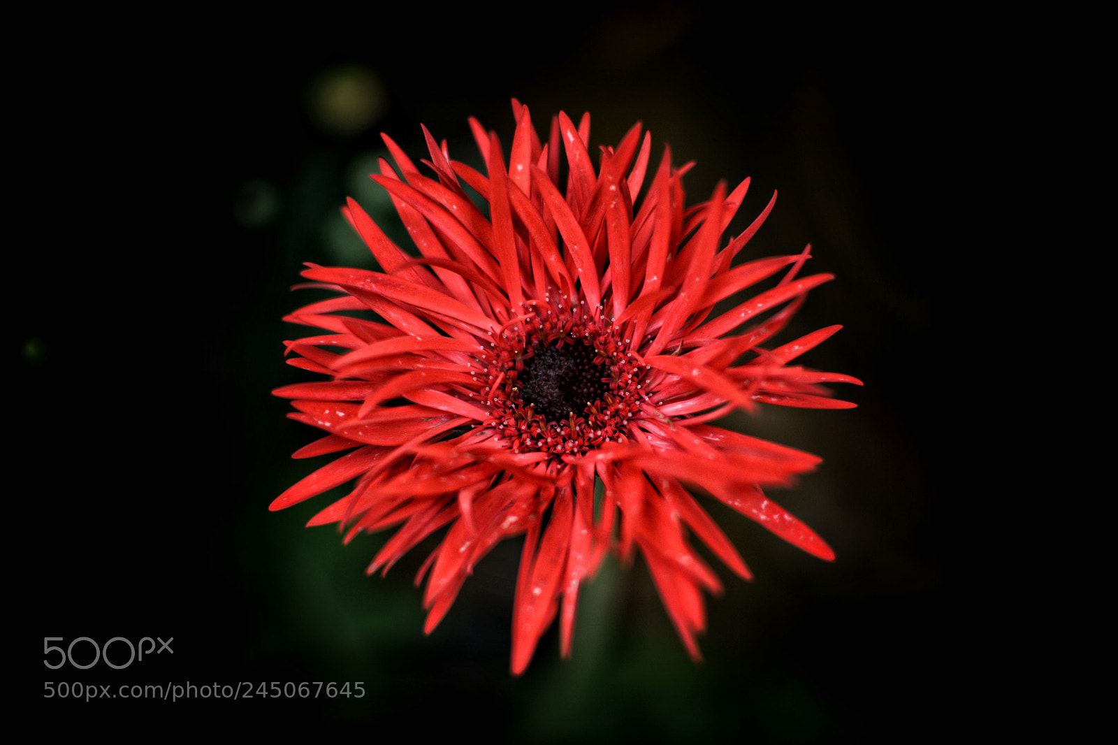 Nikon D5200 sample photo. Red mi photography