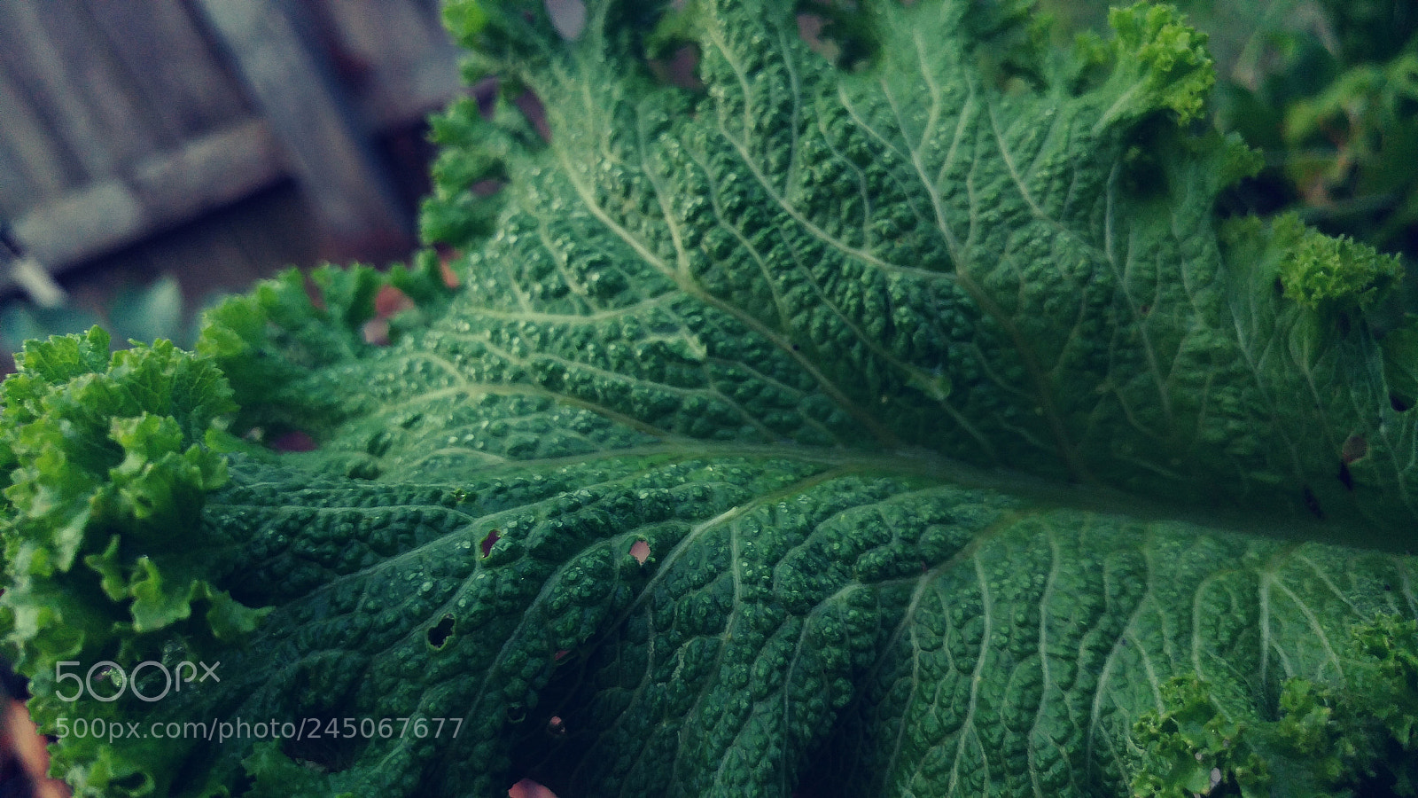 LG G5 sample photo. Kale leaf photography