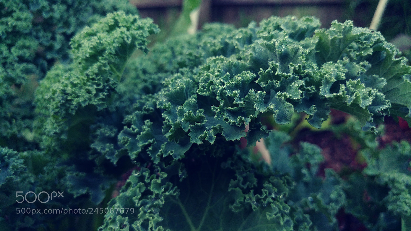 LG G5 sample photo. Curley kale photography