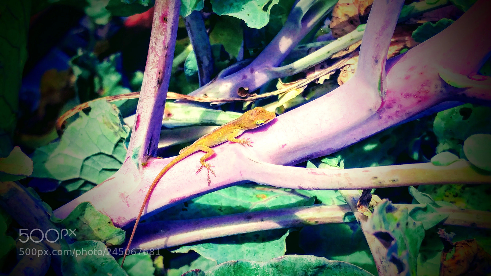 LG G5 sample photo. Chameleon on a branch photography