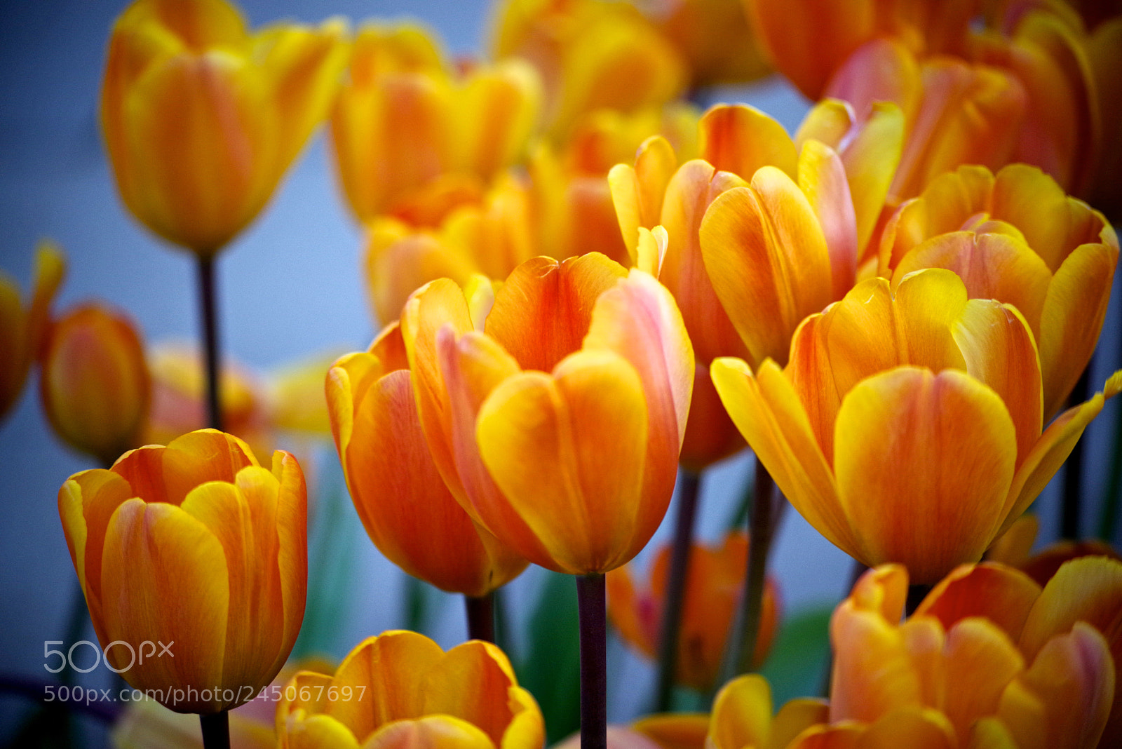 Pentax K-1 sample photo. Winter tulips photography