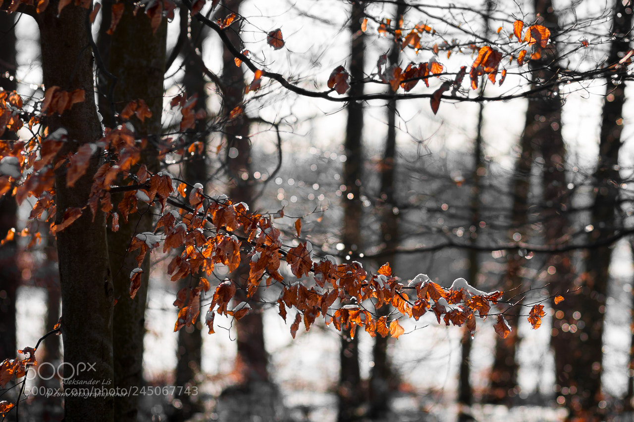 Canon EOS 1000D (EOS Digital Rebel XS / EOS Kiss F) sample photo. Autumn & winter photography