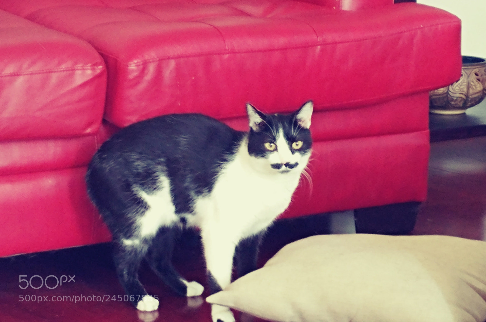 LG G5 sample photo. A cat with a photography