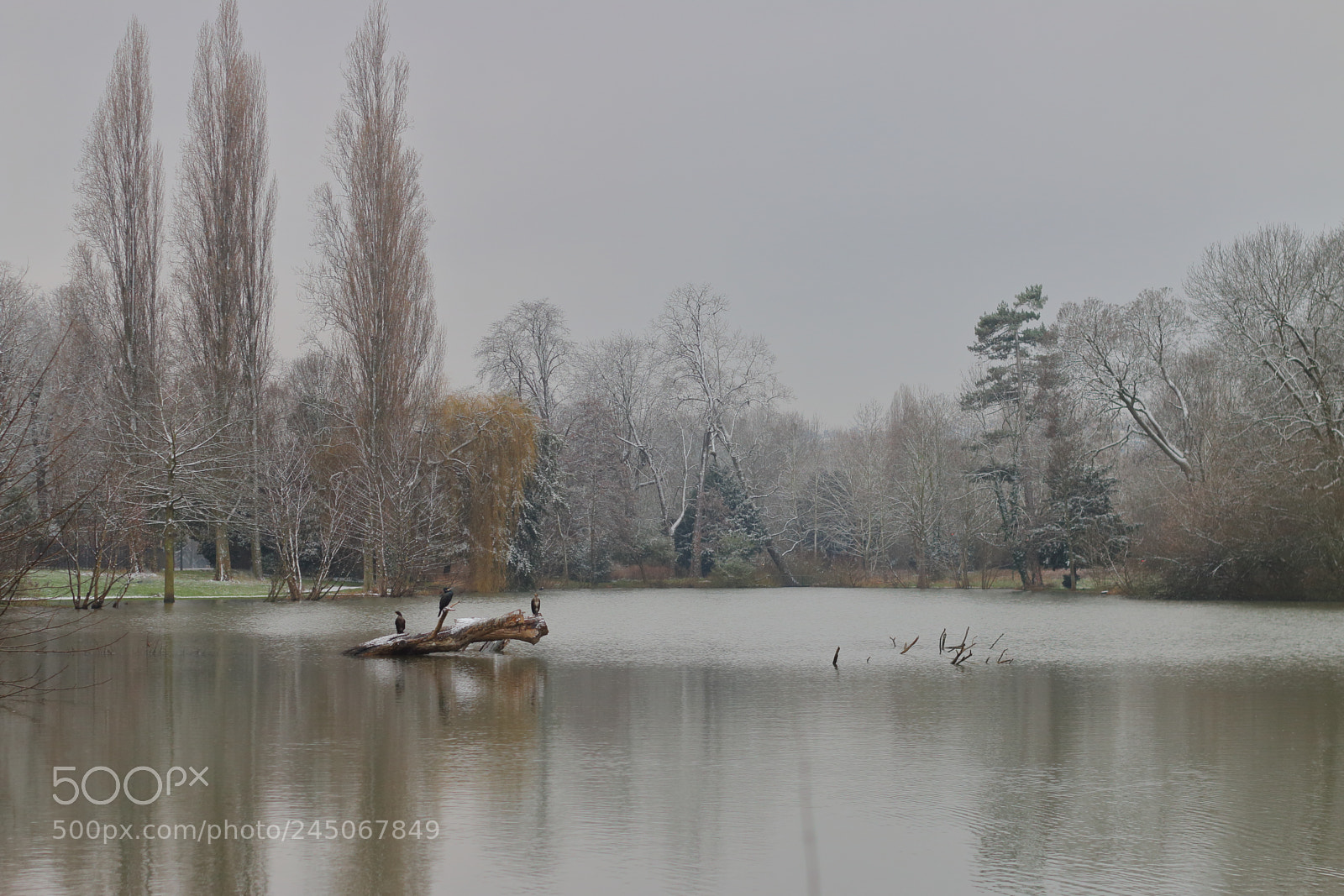 Canon EOS 70D + Canon EF 50mm F1.8 II sample photo. Grey day photography