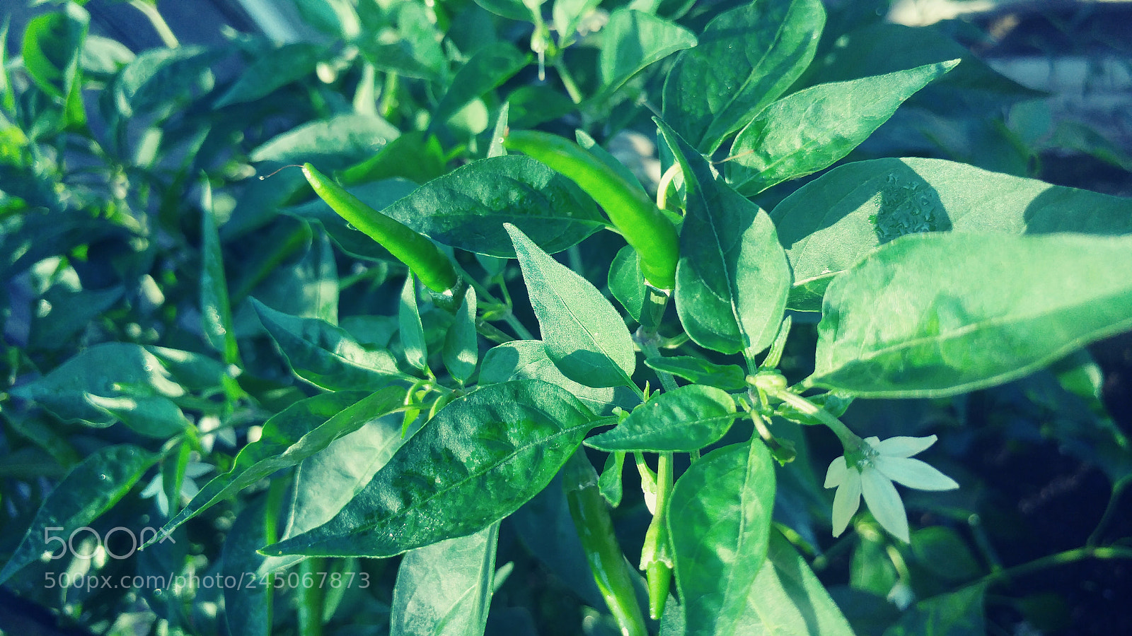 LG G5 sample photo. Cayenne pepper plant photography