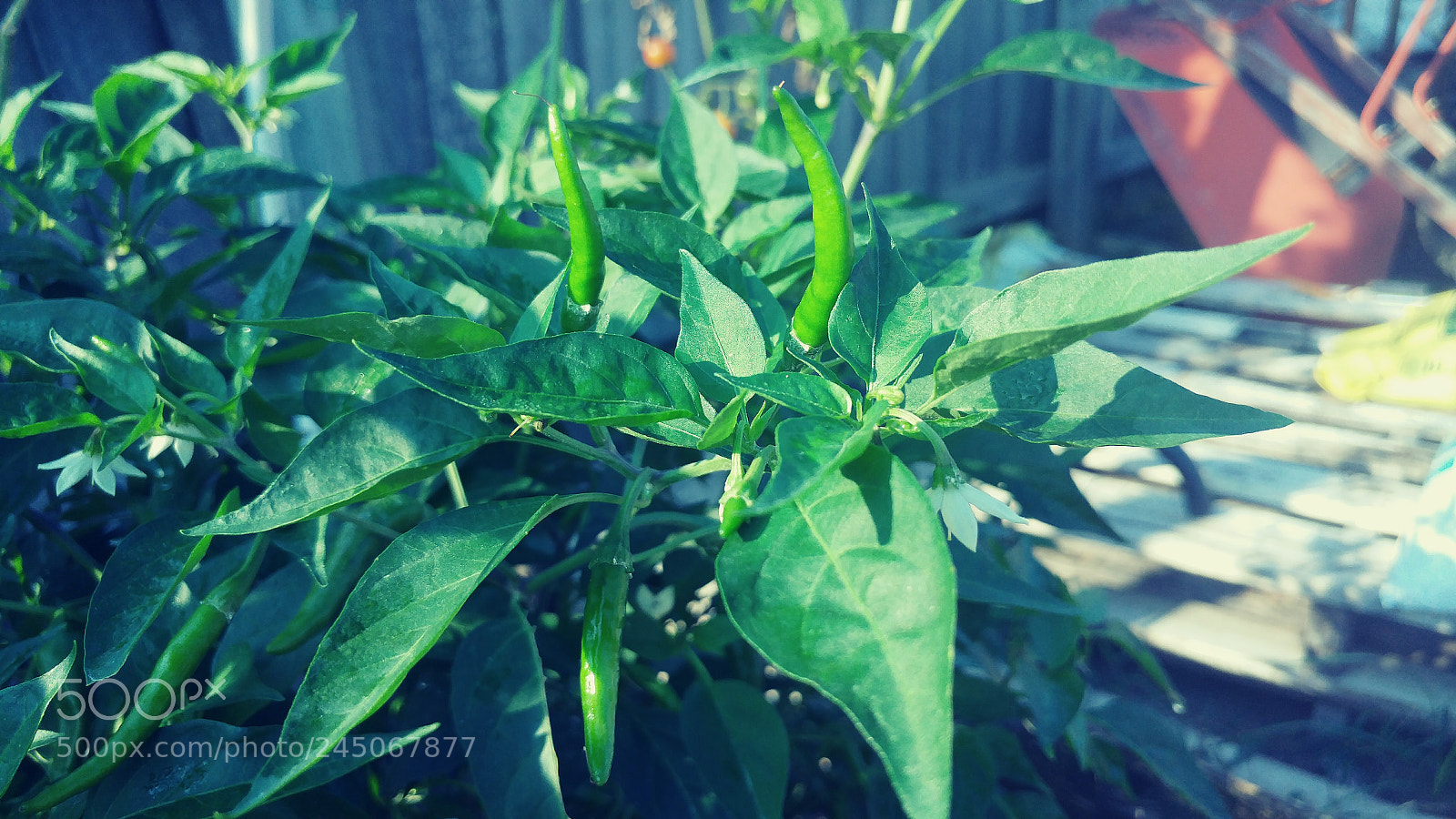 LG G5 sample photo. Cayenne plant photography