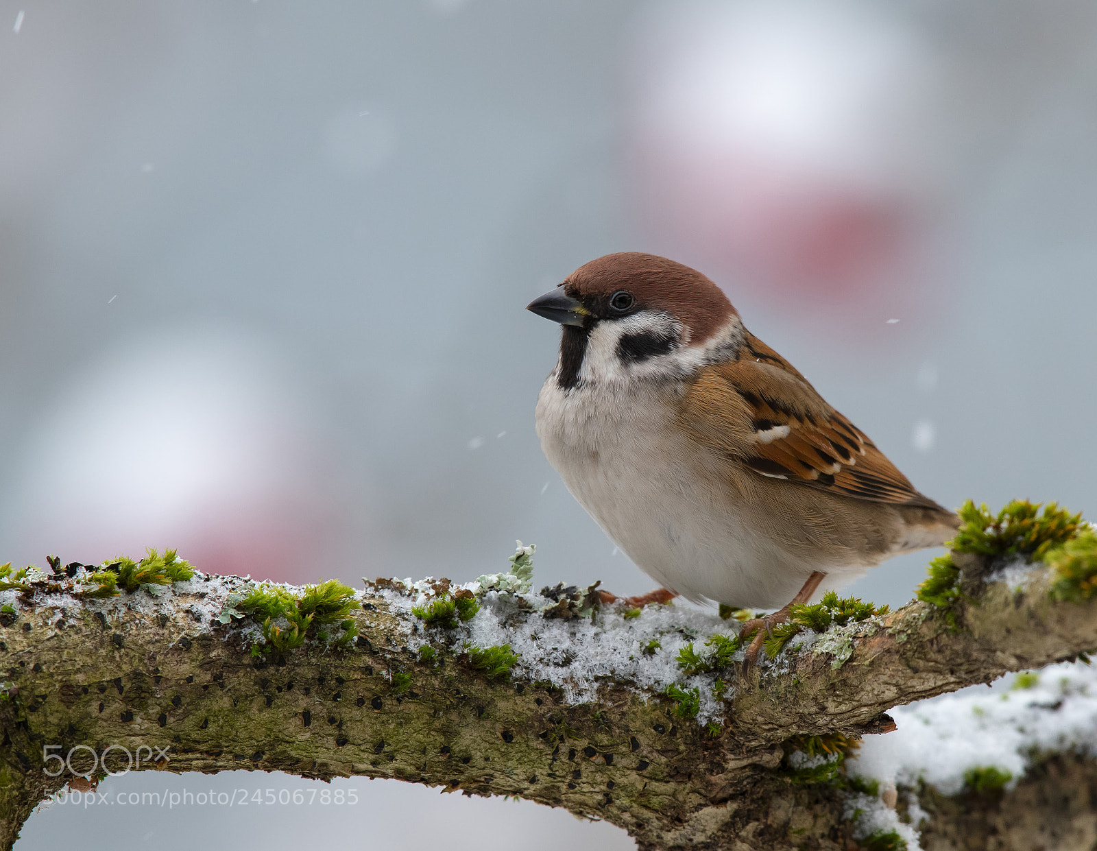 Nikon D850 sample photo. Sparrow photography