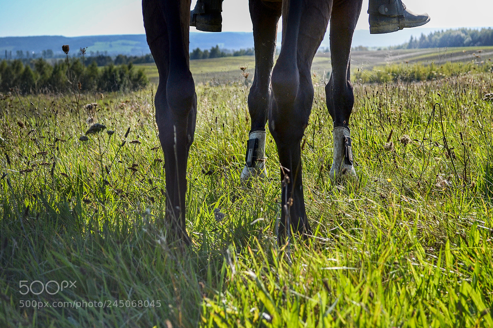 Nikon D3100 sample photo. Legs photography