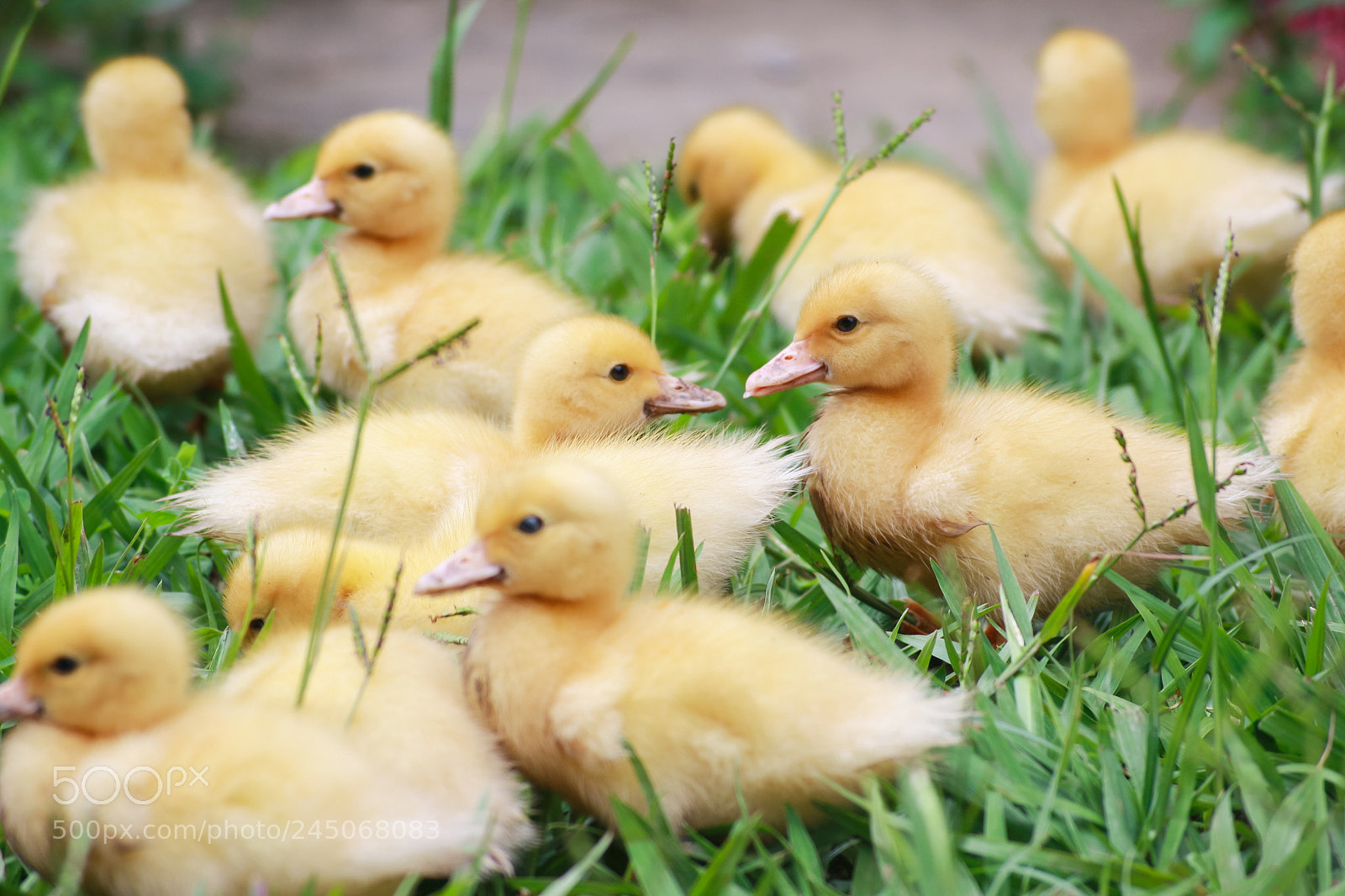 Canon EOS 1000D (EOS Digital Rebel XS / EOS Kiss F) sample photo. Little babies ducks photography