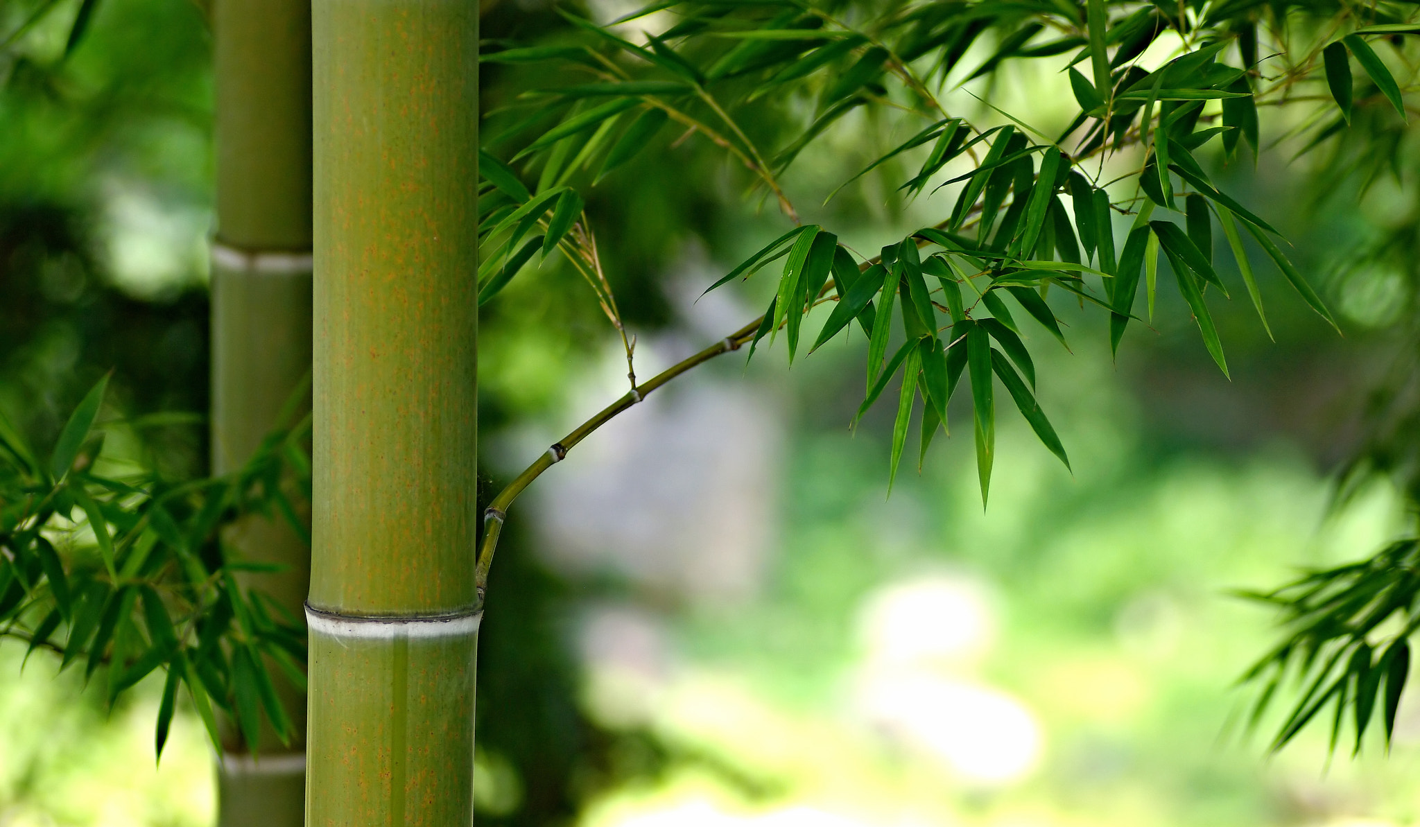 Tamron SP AF 90mm F2.8 Di Macro sample photo. Bamboo photography