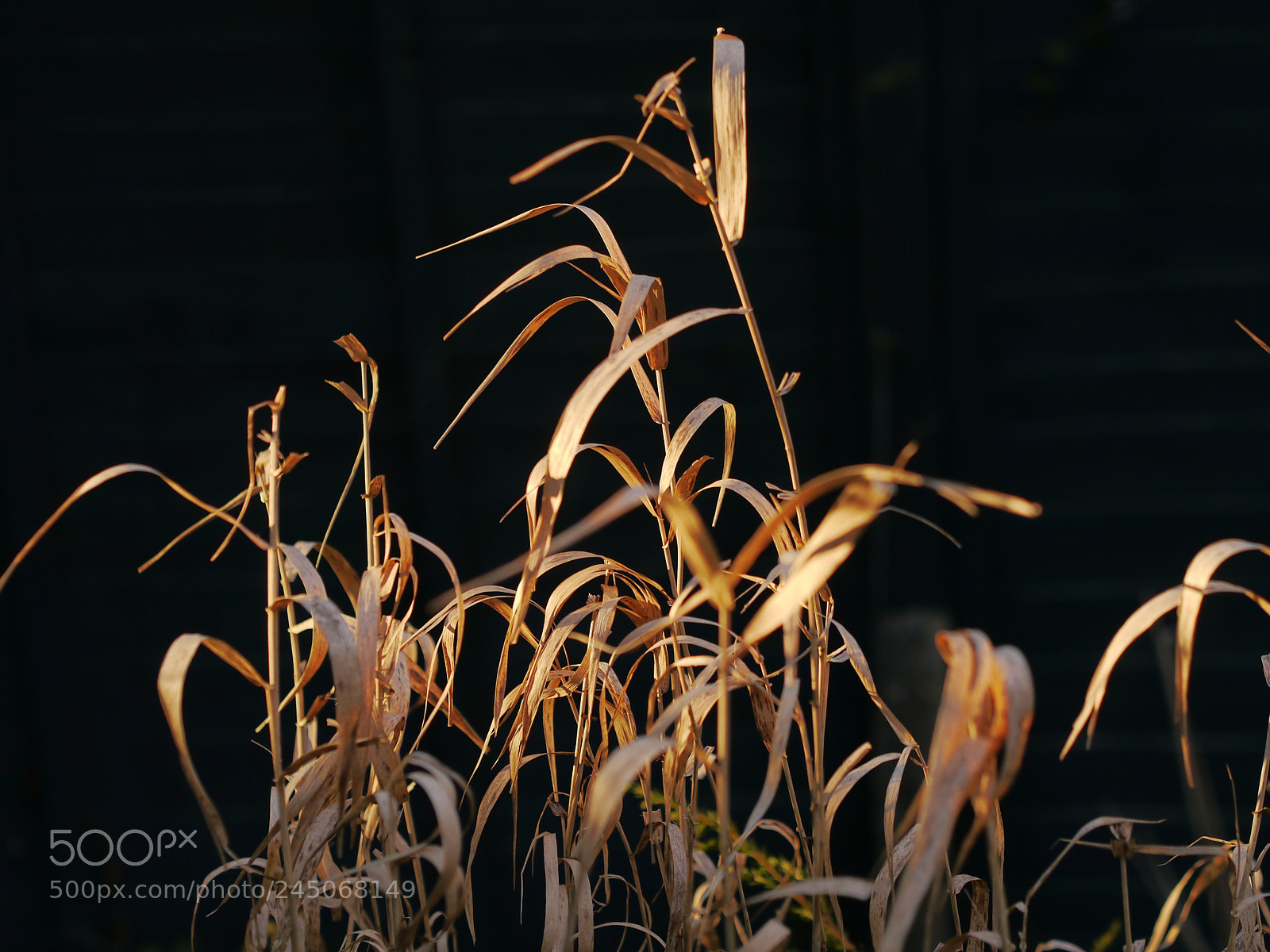 Panasonic Lumix DMC-G5 sample photo. In the spotlight photography