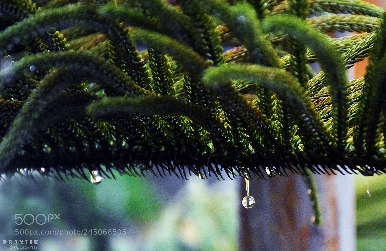 Nikon D5500 sample photo. Droplet photography