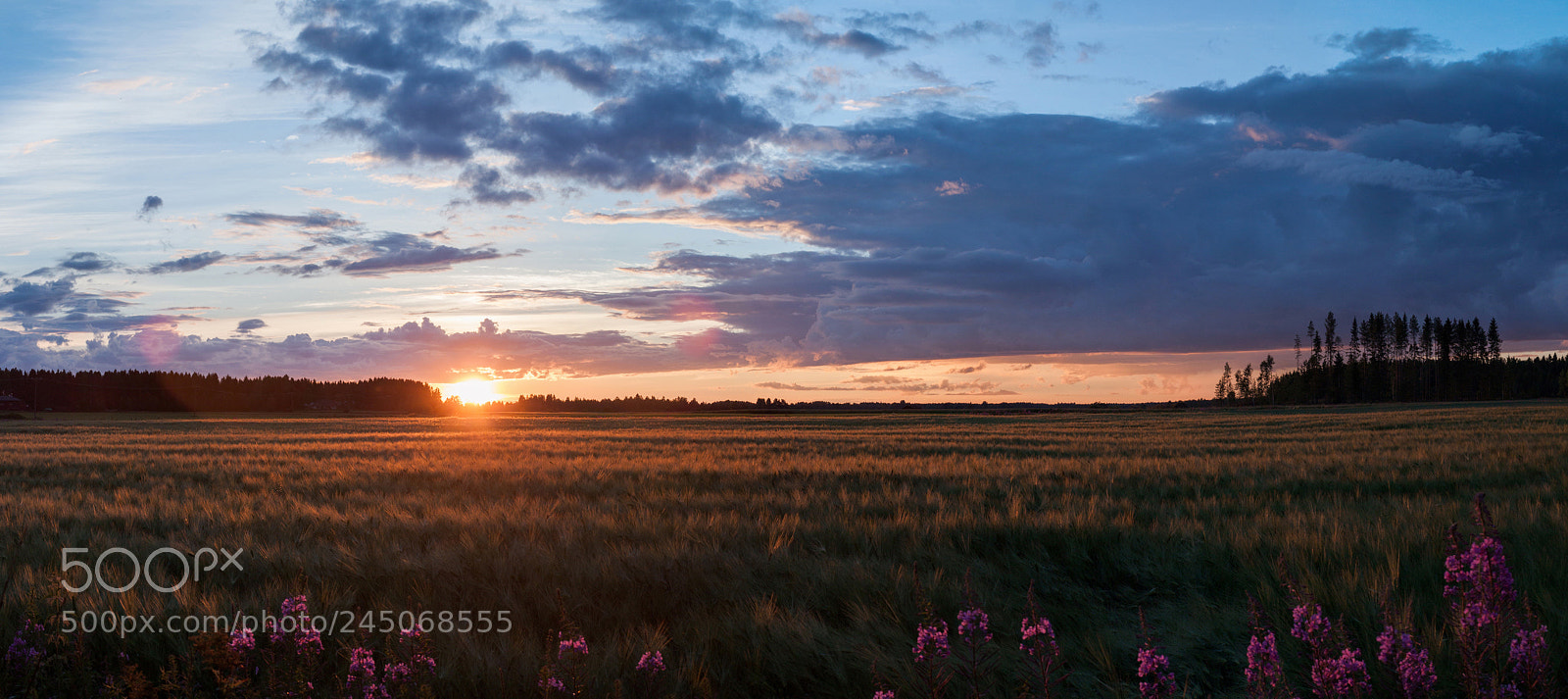 Canon EOS 500D (EOS Rebel T1i / EOS Kiss X3) sample photo. Sunset panorama with flowers photography