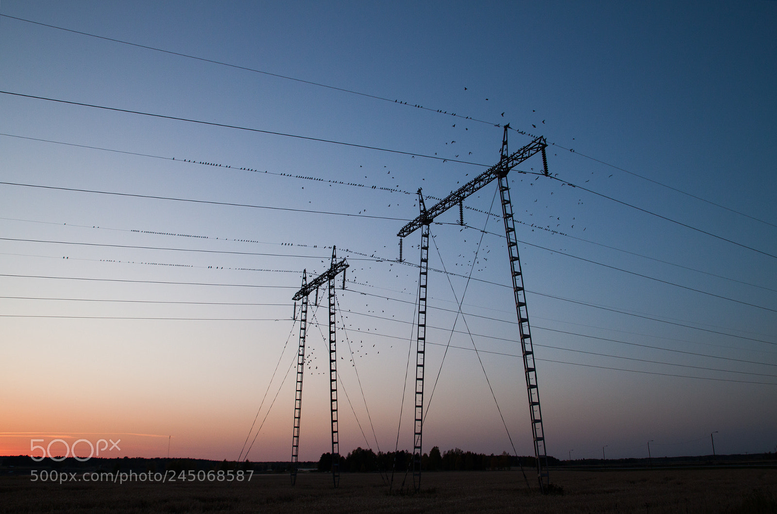 Canon EOS 500D (EOS Rebel T1i / EOS Kiss X3) sample photo. Birds on the wires photography