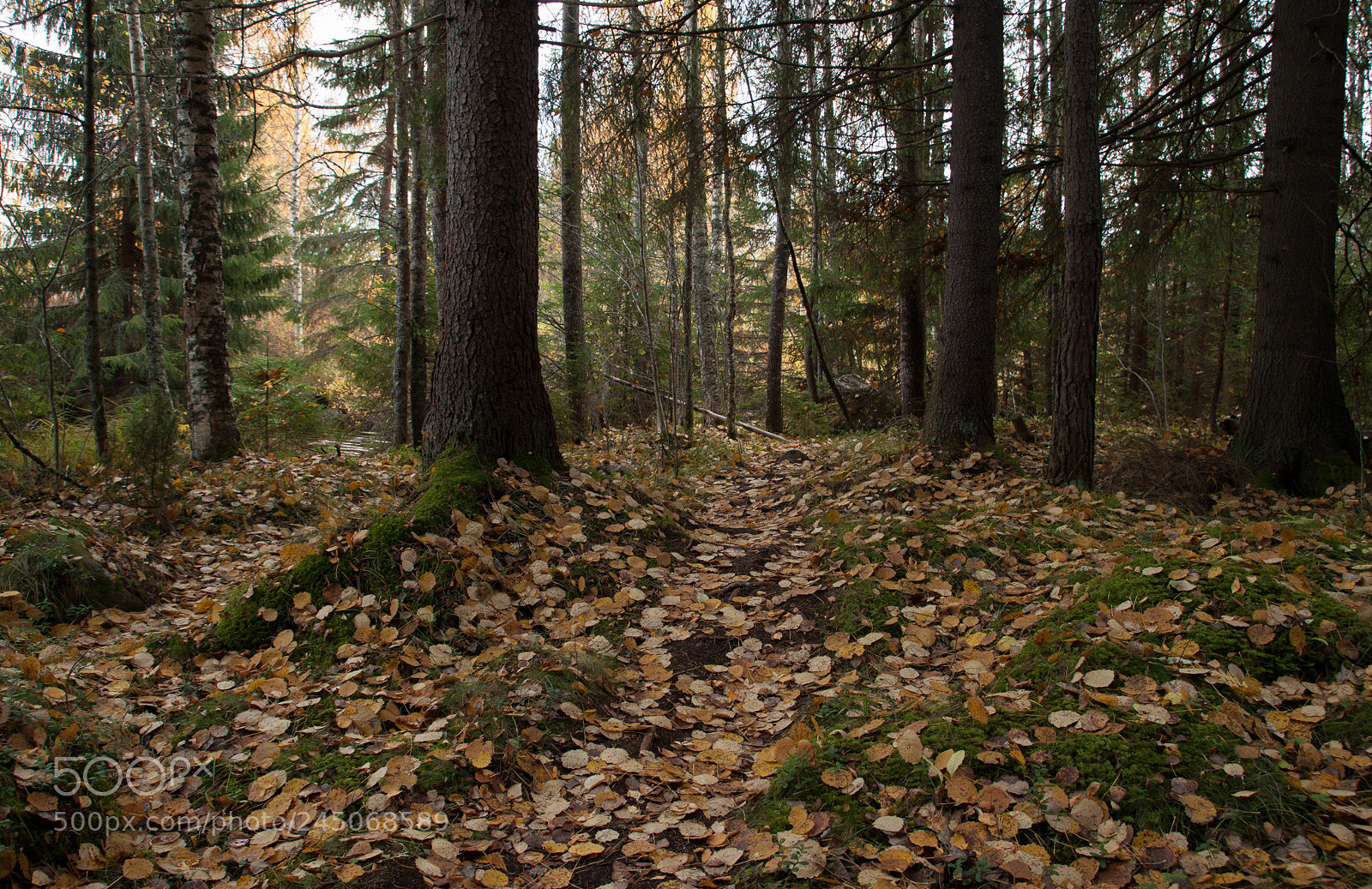 Canon EOS 500D (EOS Rebel T1i / EOS Kiss X3) sample photo. Ground full of aspen photography