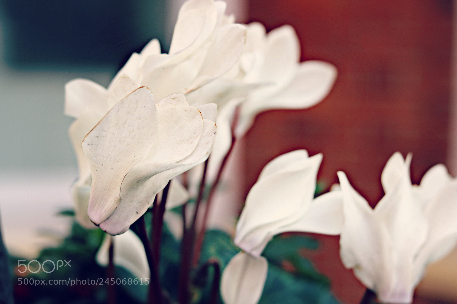 Canon EOS 750D (EOS Rebel T6i / EOS Kiss X8i) + Canon EF 50mm F1.8 STM sample photo. Soft photography