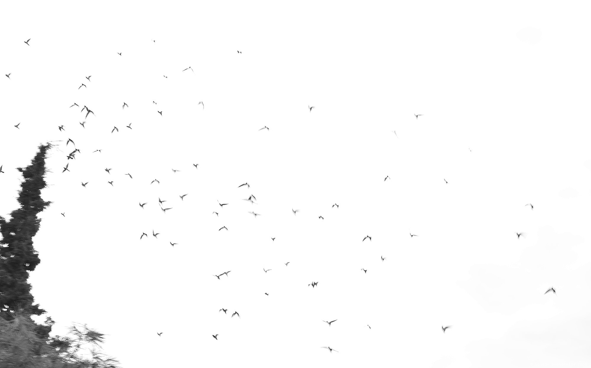 Nikon D3200 + Nikon AF Nikkor 50mm F1.8D sample photo. Sky with birds photography