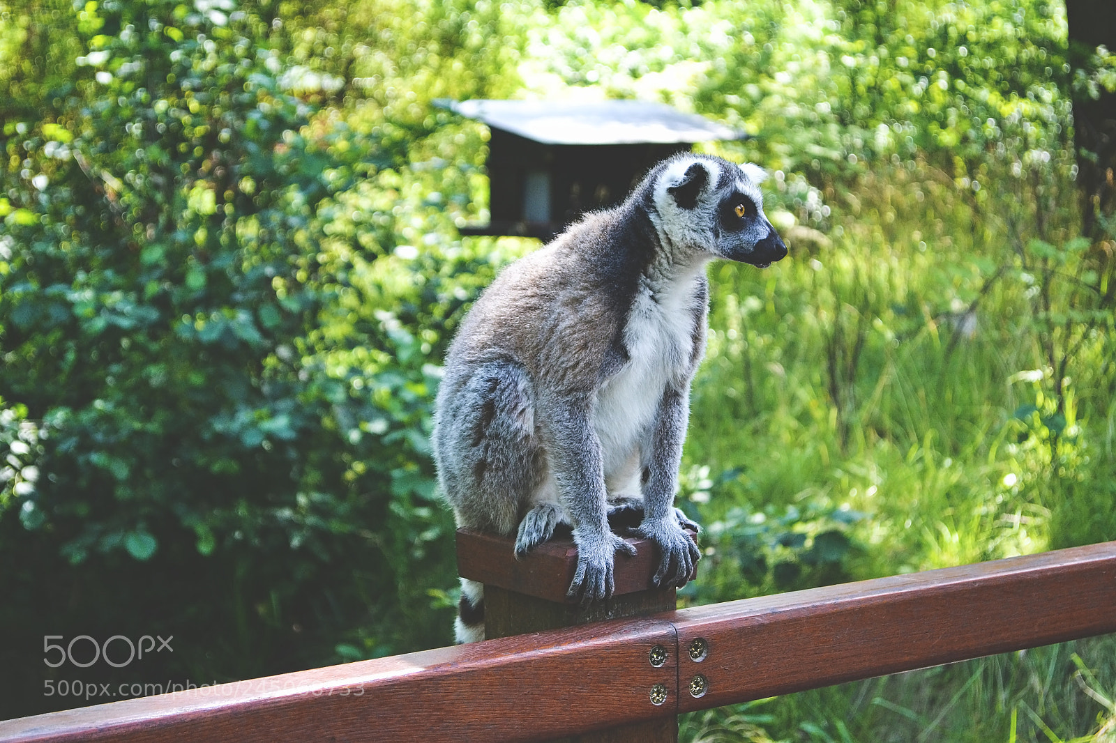 Nikon D3100 sample photo. Lemur photography