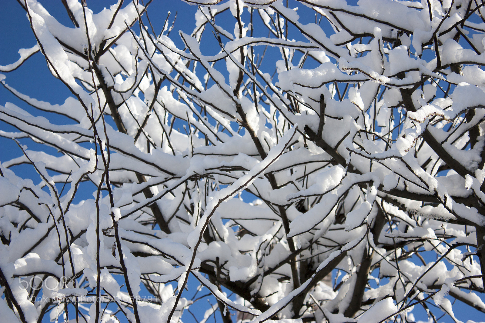 Canon EOS 450D (EOS Rebel XSi / EOS Kiss X2) sample photo. Trees in snow, winter photography
