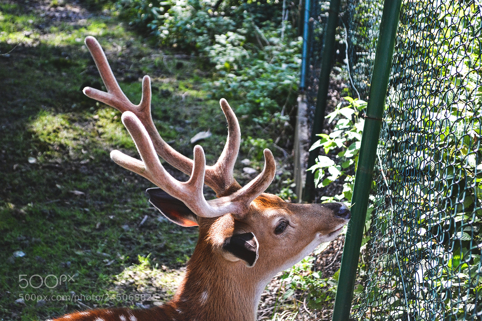 Nikon D3100 sample photo. Deer photography