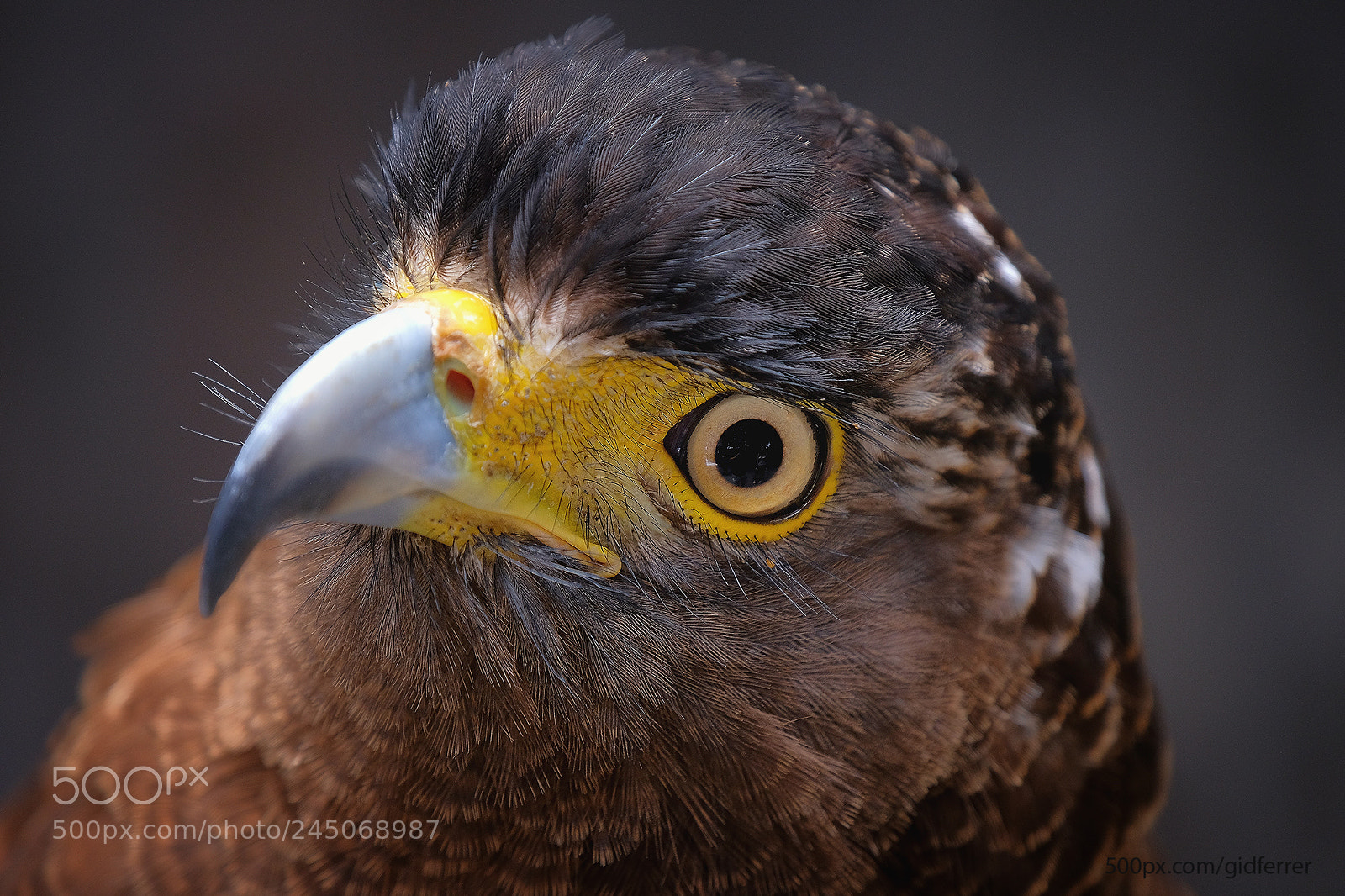 Fujifilm X-T2 sample photo. Avilon zoo eagle photography