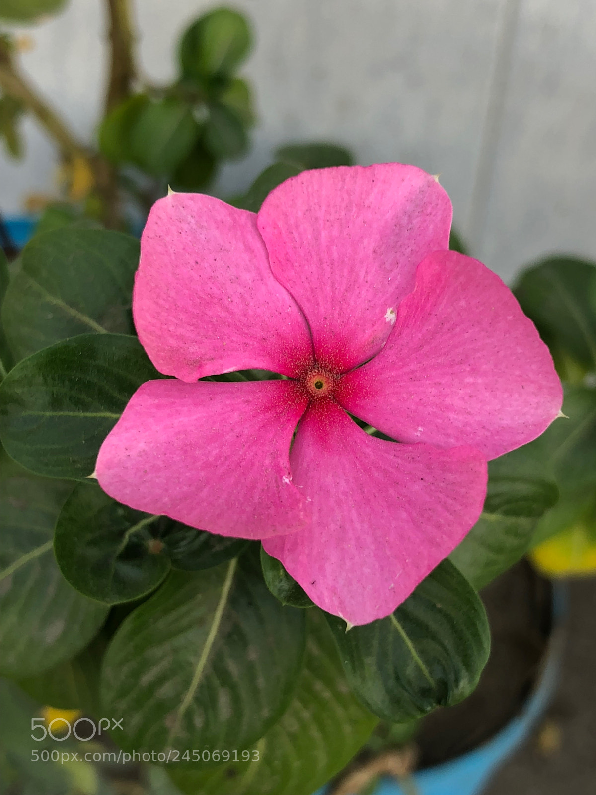 Apple iPhone X sample photo. Flower by x without photography