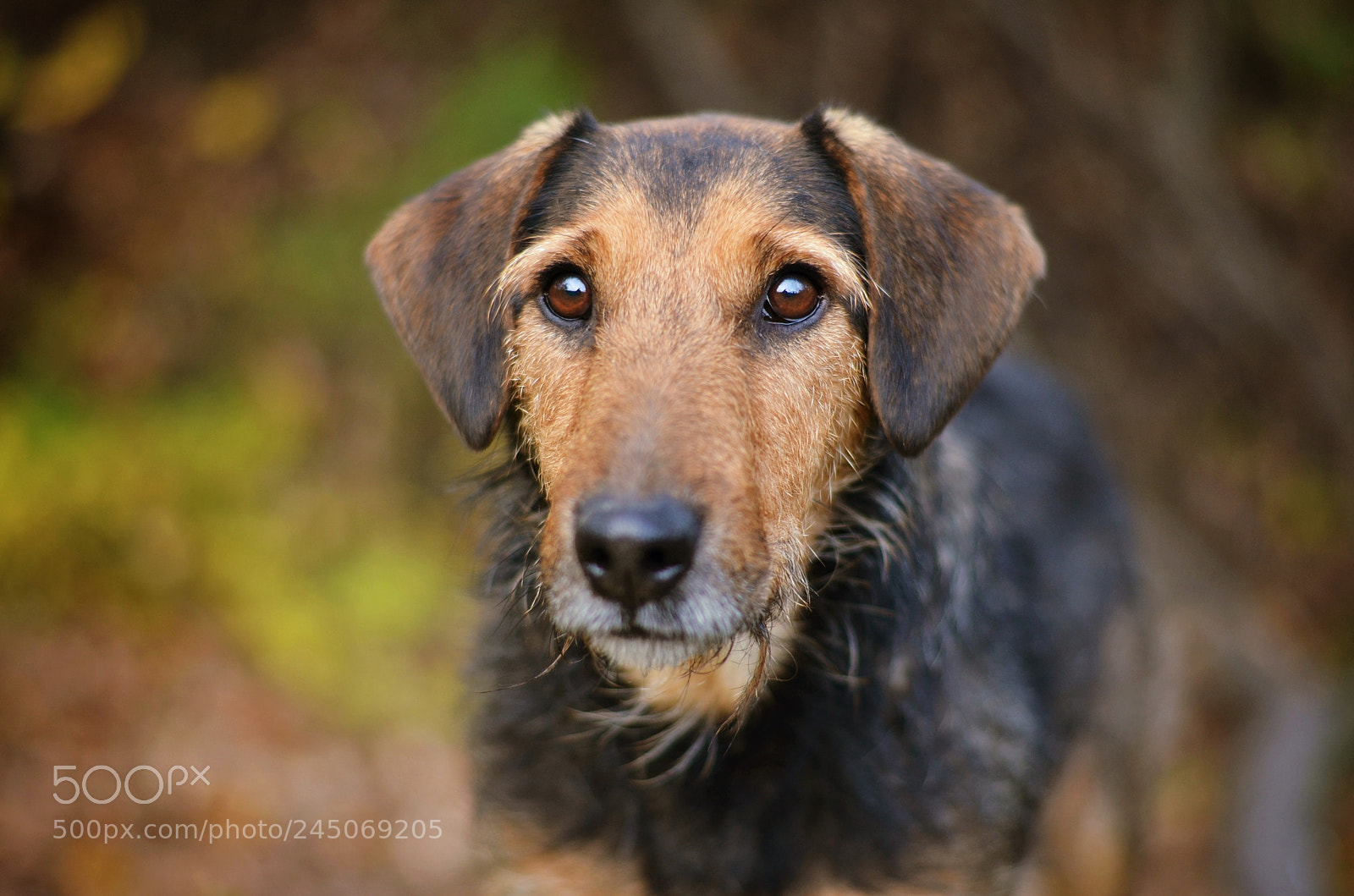 Nikon D5100 sample photo. Frodo photography