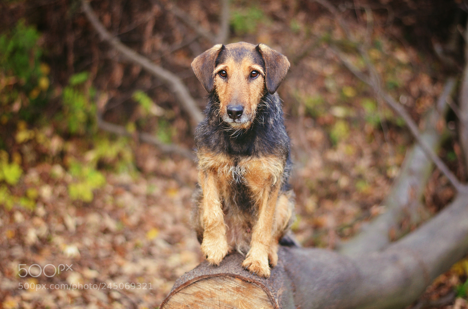 Nikon D5100 sample photo. Frodo photography