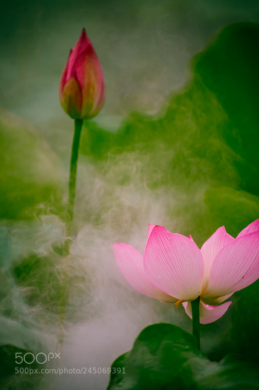 Nikon D800 sample photo. Untitled photography