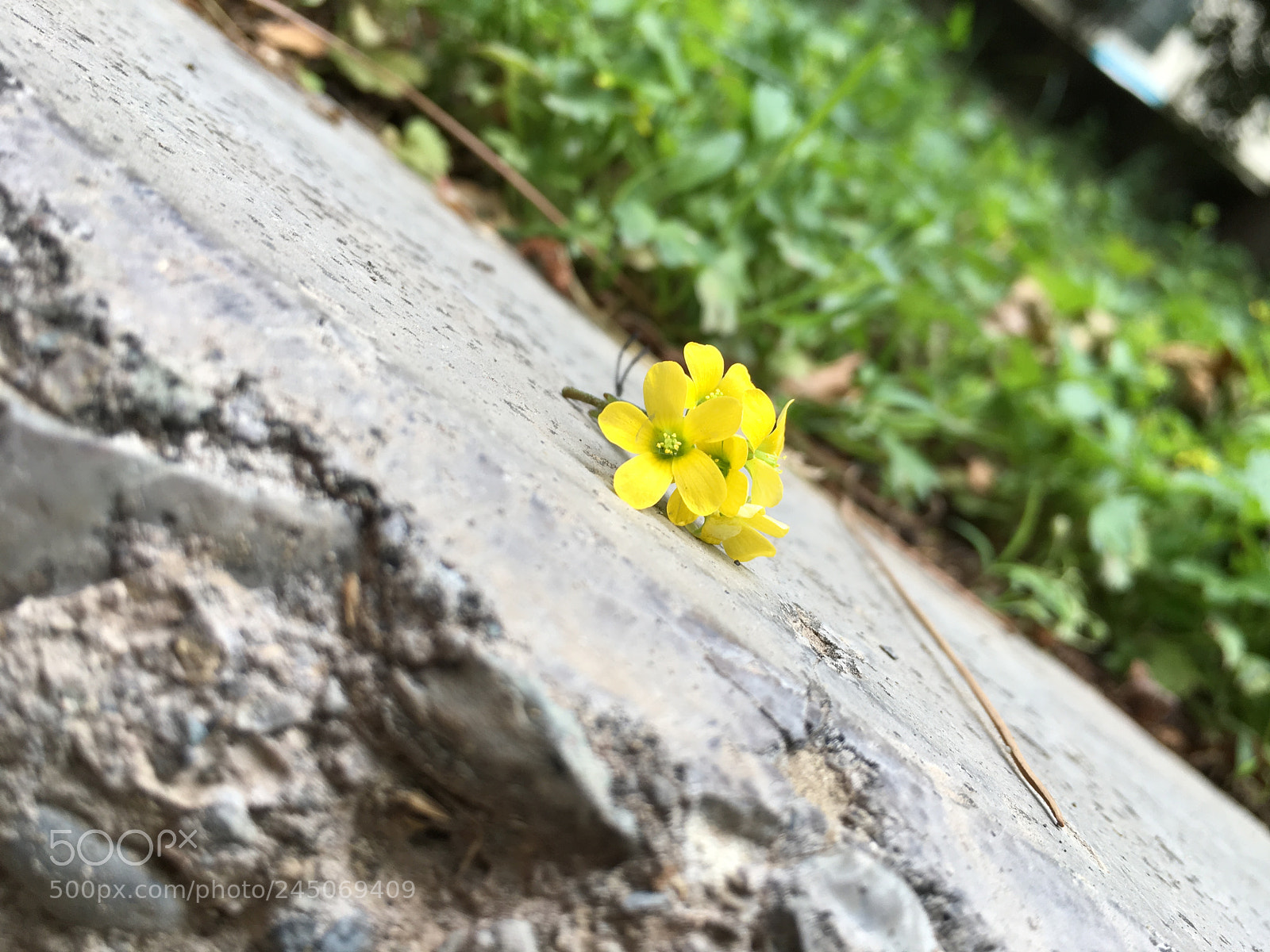 Apple iPhone 6s sample photo. Taken by iphone 6s photography