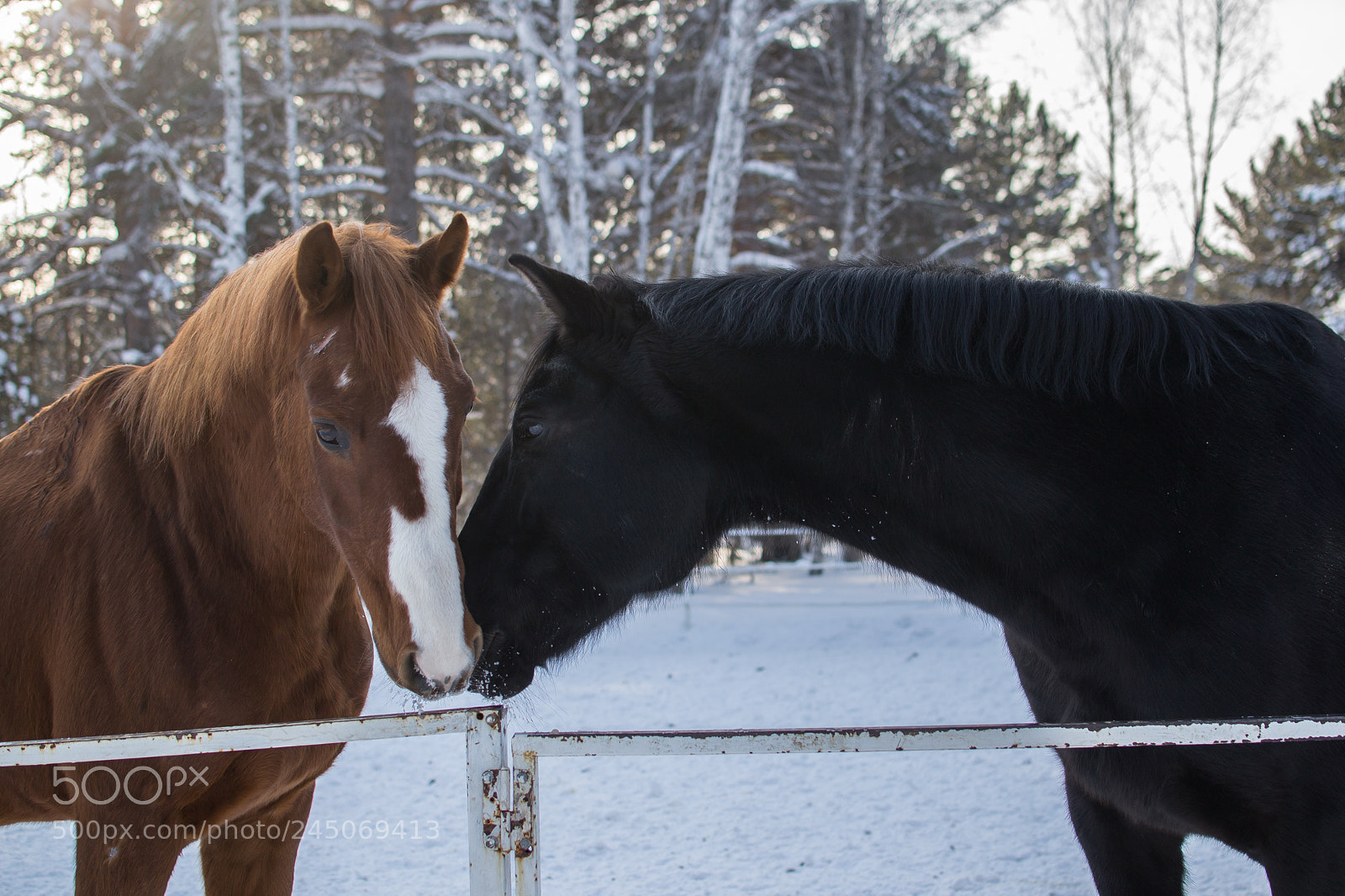 Nikon D3100 sample photo. Возможно - это любовь! photography